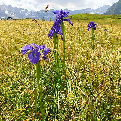 Pyrenees iris xiphiodes