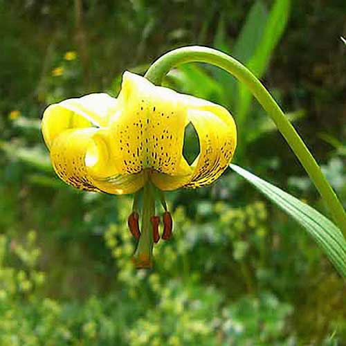 Pyrenees Turk's Head Lily lilium pyrenaicum