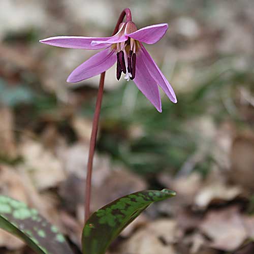 Pyrenees Dogs Tooth Violet
