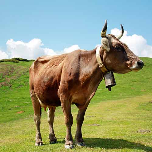 Cow col de Soulor