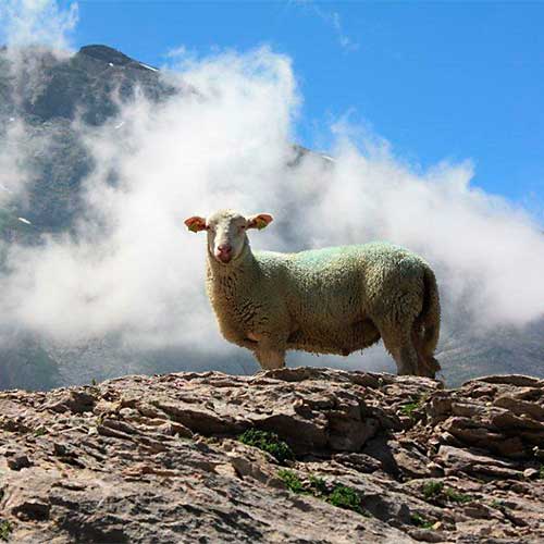 Pyrenees sheep