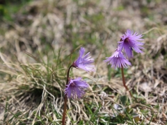 Primulaceae Soldanella alpina