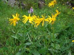Asteraceae Arnica montana
