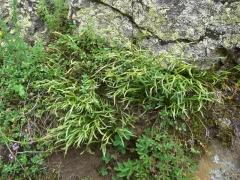 Aspleniaceae - Ferns Asplenium septentrionale