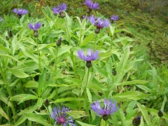 Asteraceae Centaurea montana