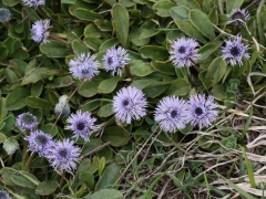 Globulariaceae Globularia nudicaulis