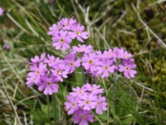 Primulaceae: Primula farinosa