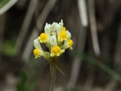 Scrophulariaceae Linaria