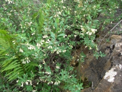 Caprifoliaceae Lonicera pyrenaica