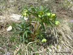 Ranunculaceae Helleborus foetidus