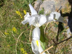 Iridaceae Iris xiphiodes