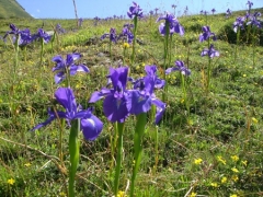 Iridaceae Monocotyledons Iris xiphiodes