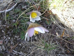 Ranunculaceae Pulsatilla vernalis