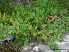 Salicaceae Salix pyrenaica