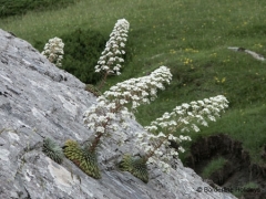 Saxifragaceae Saxifraga longifolia