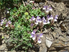 Lamiaceae Scutellaria alpina