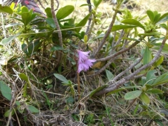 Primulaceae Soldanella alpina