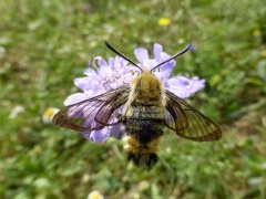 Hemaris tityus, Narrow- bordered Bee Hawkmoth -