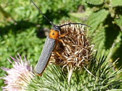 Oberea oculta, Twinspot Longhorn beetle