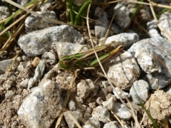 Stenobothrus nigromaculatus female, Black-spotted Grasshopper