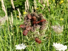 Graphosoma italicum, Minstrel bug, Italian striped bug