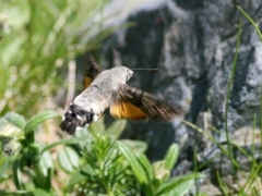 Macroglossum stellatarum, Hummingbird Hawkmoth