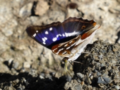 Nymphalidae: Apatura iris