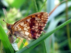 Nymphalidae: Brenthis ino
