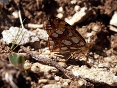 Nymphalidae: Issoria lathonia