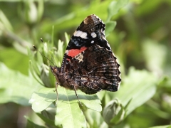 Nymphalidae: Vanessa atalanta