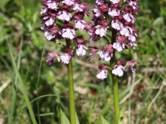 Orchis purpurea, Lady Orchid