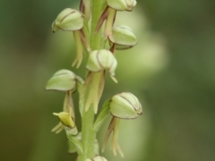 Orchis anthropophora, Man Orchid