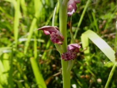 Anacamptis fragrans, Fragrant Bug Orchid