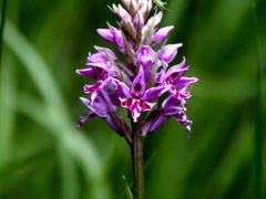 Dactylorhiza fuchsii var rhodochila, Common Spotted Orchid hyperchronic form