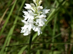 Dactylorhiza fuchsii var albiflora, Common Spotted Orchid white form