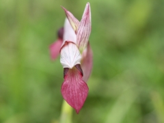 Serapias lingua, Tongue Orchid