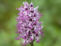 Orchis simis, Monkey Orchid