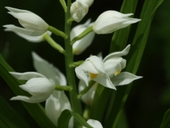 Cephalanthera longifolia, Sword-leaved Helleborine