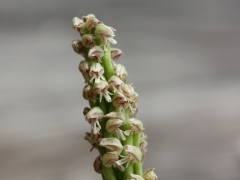 Neotinea maculata, Dense-flowered Orchid