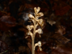 Neottia nidus-avis, Bird's-nest Orchid