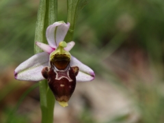 Ophrys scolopax, Woodcock Orchid