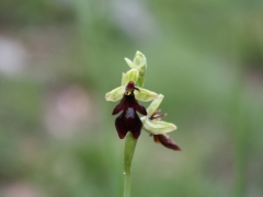 Ophrys insectifera, Fly Orchid