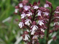 Orchis purpura, Lady Orchid