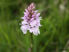 Dactylorhiza fuchsii, Common Spotted Orchid