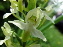 Platanthera chlorantha, Greater Butterfly Orchid