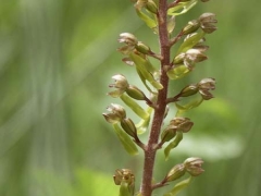 Neottia ovata, Common Twayblade