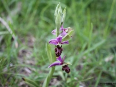 Ophrys scolopax, Woodcock Orchid