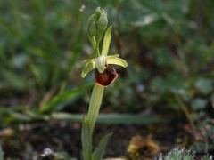 Ophrys sphegodes, Early Spider Orchid