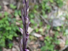 Limodorum abortivum, Violet Bird-nest Orchid