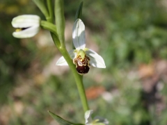 Ophrys apifera, Bee Orchid
